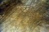 without_zeiss_310x_magnification (2).JPG